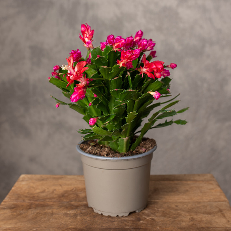 Szlumbergera karbowana...