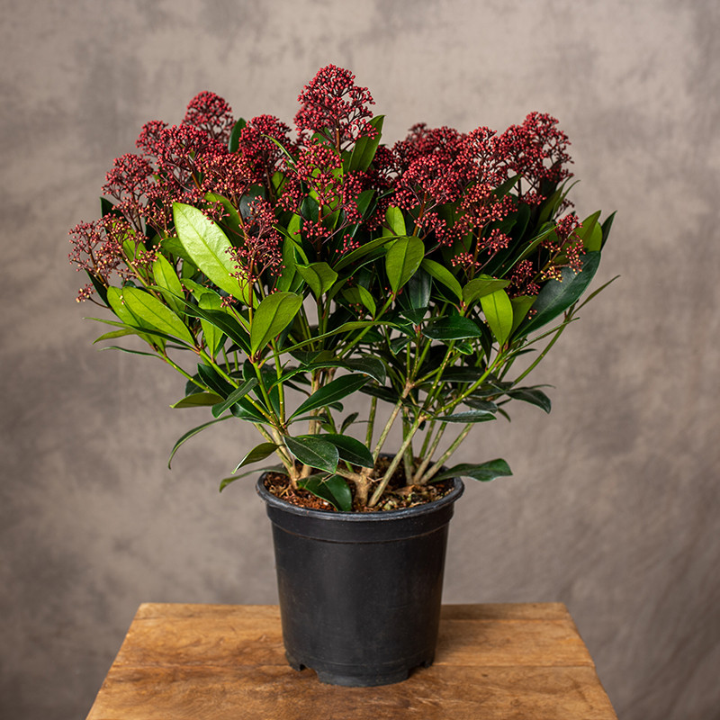 Skimia japońska 'Rubella' |...