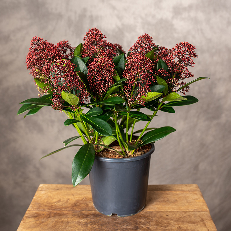 Skimia japońska 'Rubella'