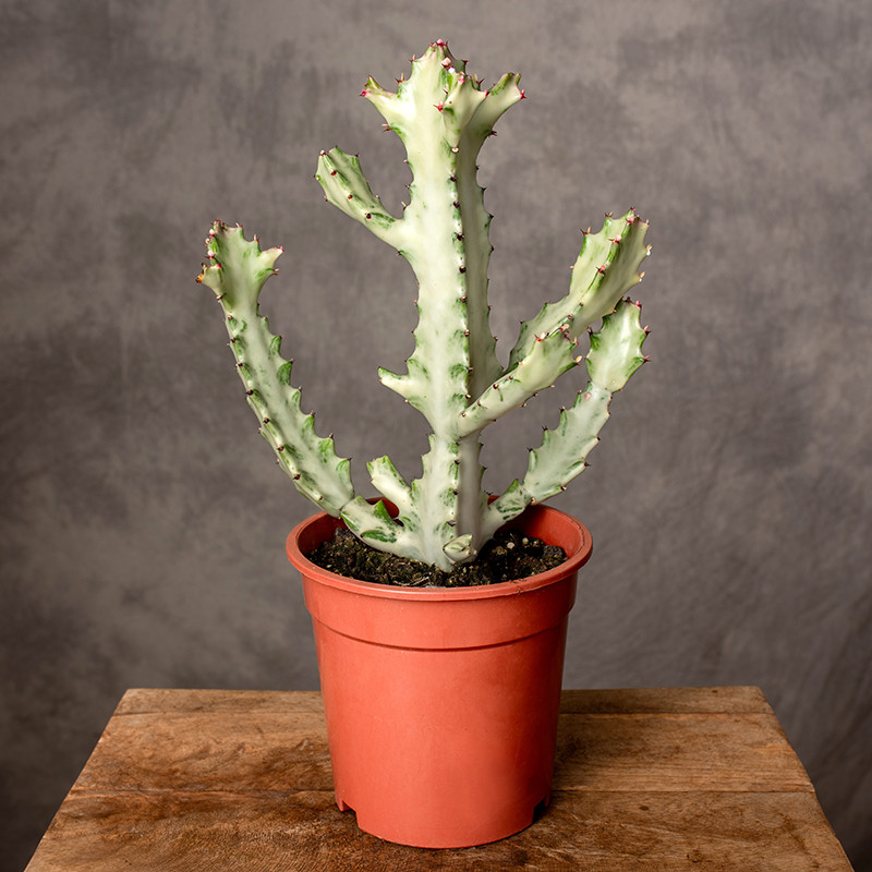 Wilczomlecz mleczny 'White...