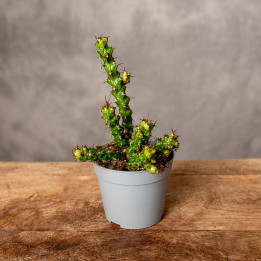 Euphorbia lenewtonii Wilczomlecz | Tomaszewski