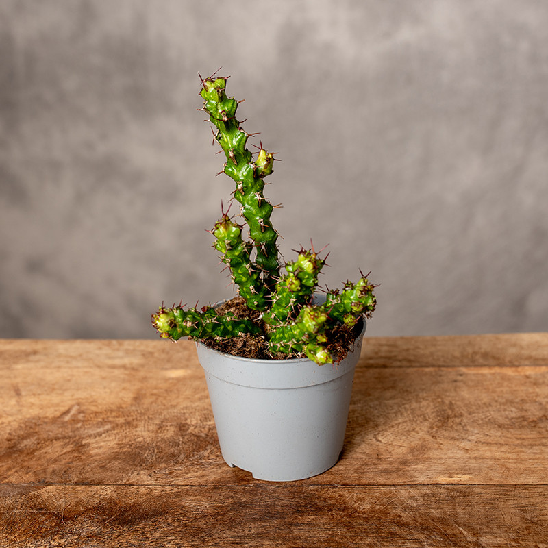 Euphorbia lenewtonii |...