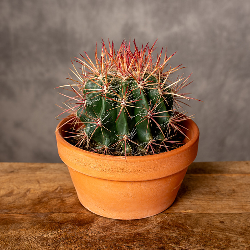 Ferocactus stainesii