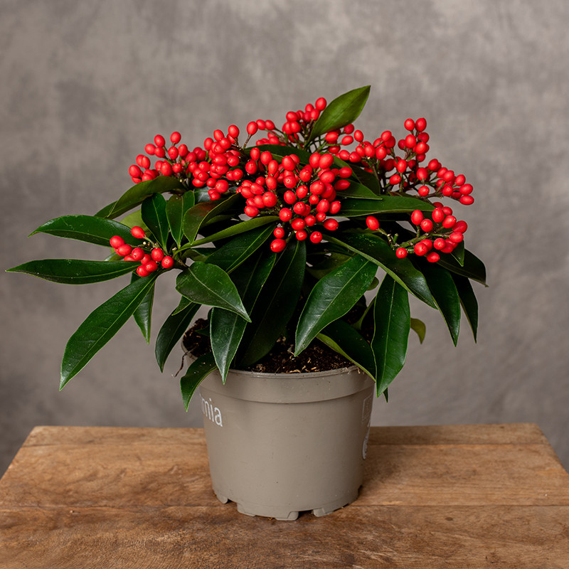 Skimia japońska 'Reevesiana'