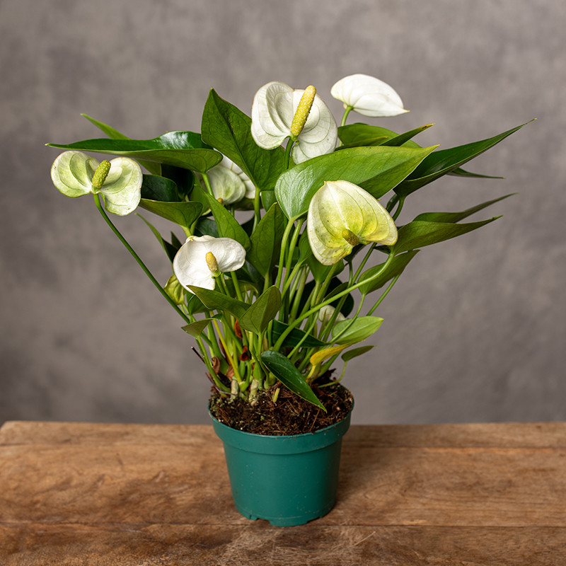 Anturium 'Elido' | Małe