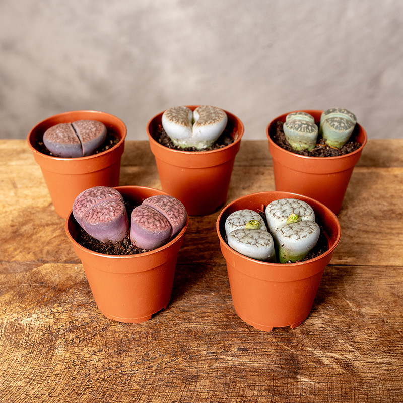 Żywe Kamienie | MIX