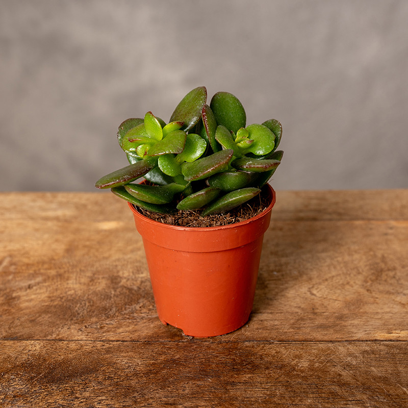 Grubosz 'Minor' | Mini