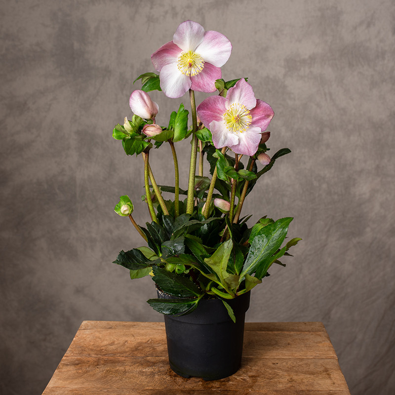 Ciemiernik 'Winter Ballet...