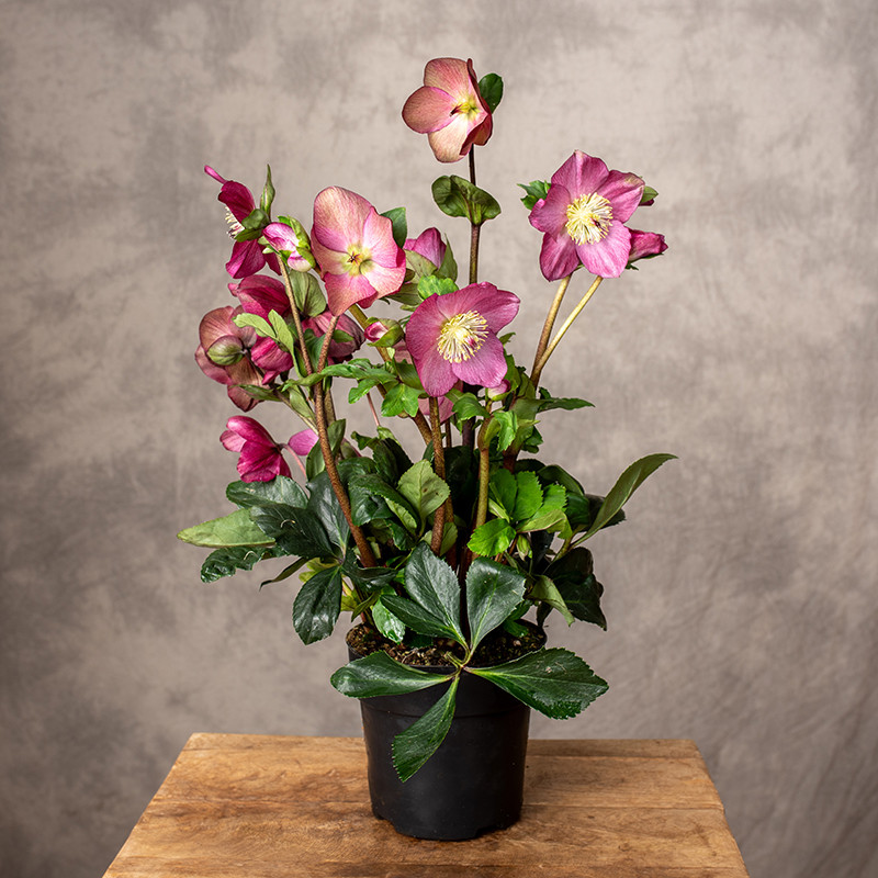 Ciemiernik 'Winter Ballet...