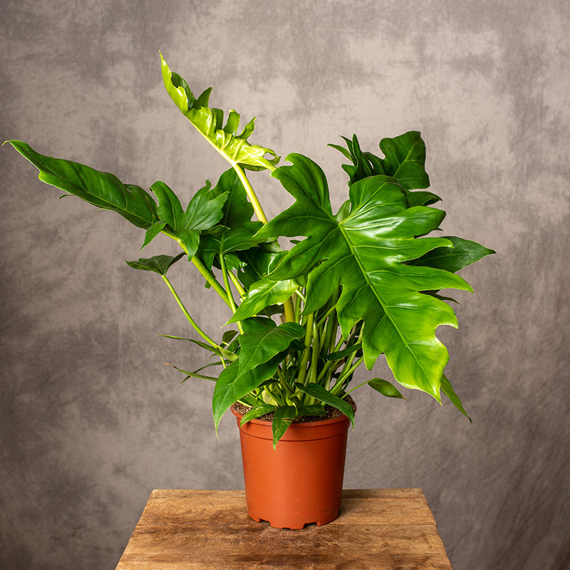 Filodendron lacerum