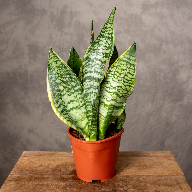 Sansewieria 'Futura Superba'