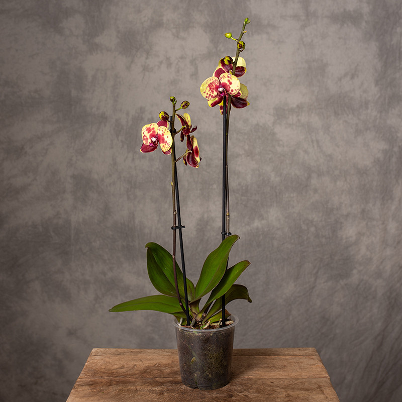 Storczyk 'Flaming Jazz'