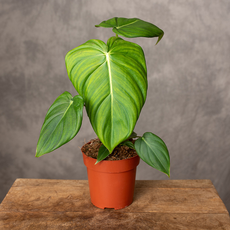 Filodendron 'Mcdowell'