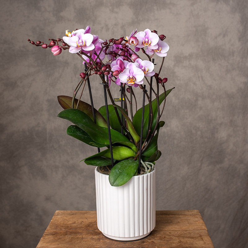 Storczyk Multiflora w...