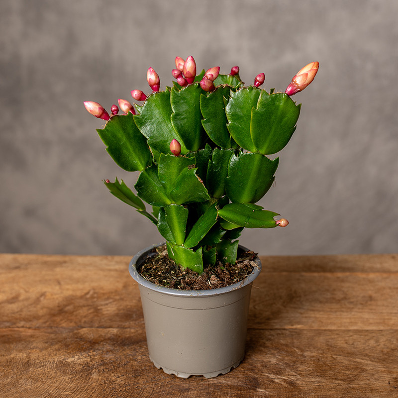 Szlumbergera 'Thor' | Żółta
