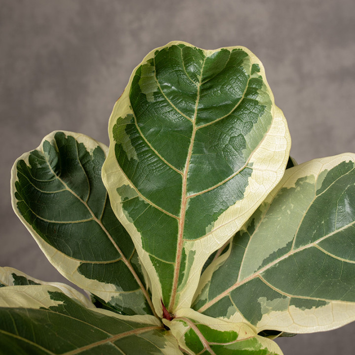 Fikus lirolistny 'Variegata' | Tomaszewski