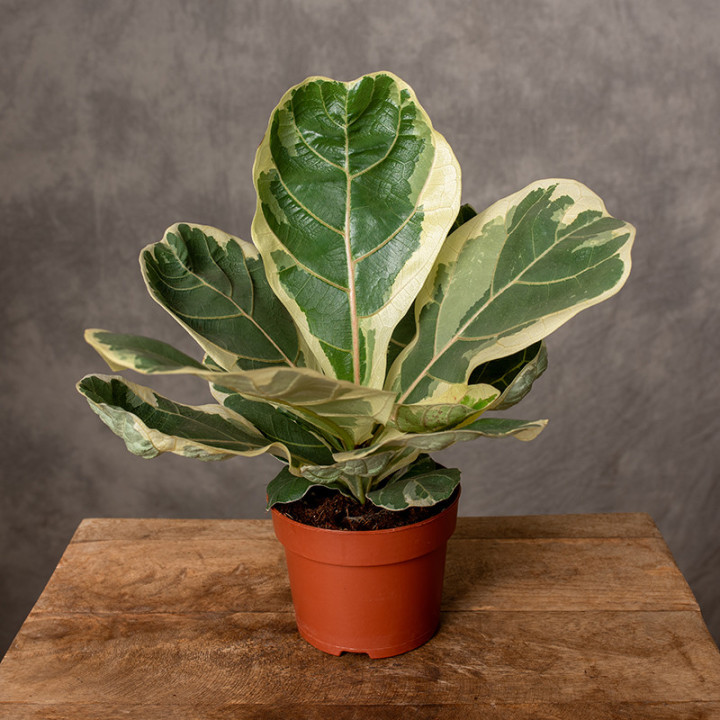 Fikus lirolistny 'Variegata' | Tomaszewski