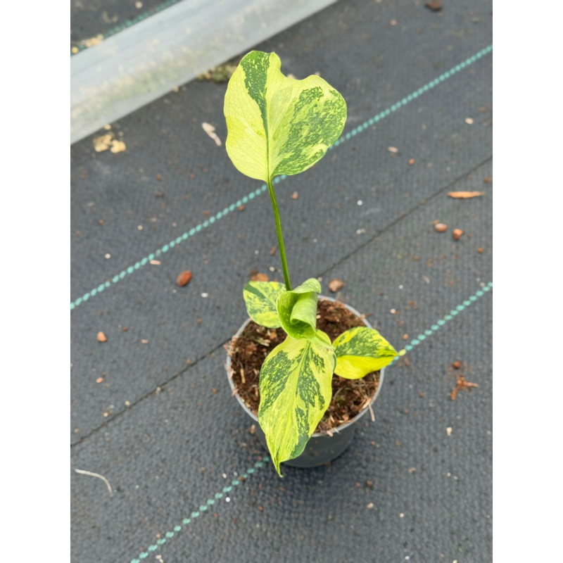 Monstera 'Electro Light'