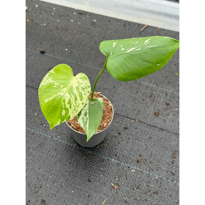 Monstera 'Bulbasaur'