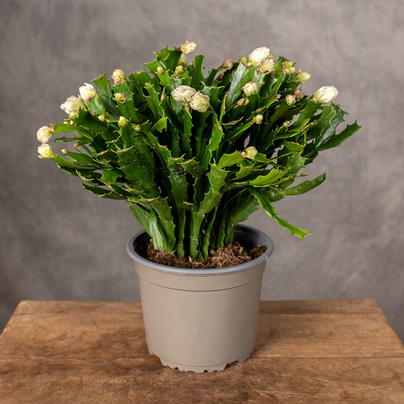 Szlumbergera karbowana...