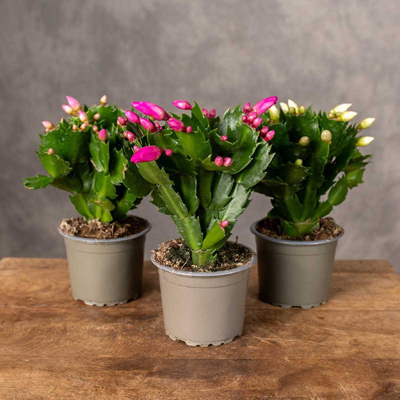 Szlumbergera MIX kolorów |...