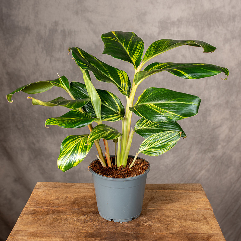 Alpinia 'Variegata' | Mała