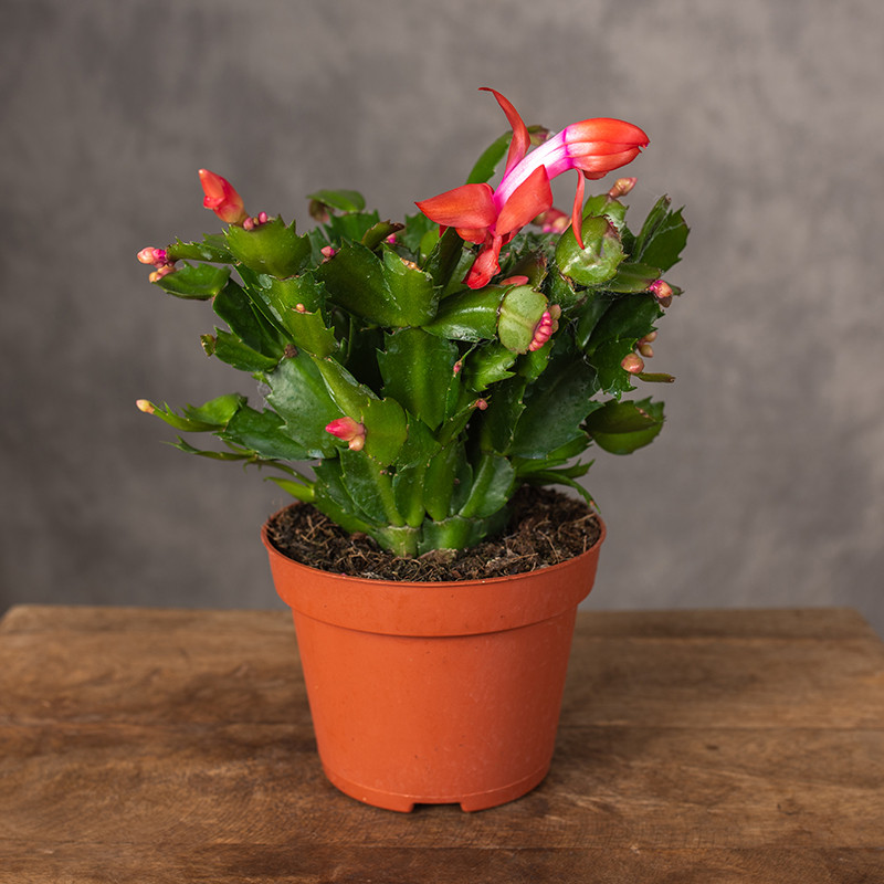 Szlumbergera | Pomarańczowa