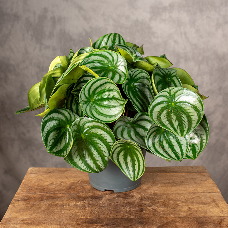 Peperomia 'Watermelon' | Duża