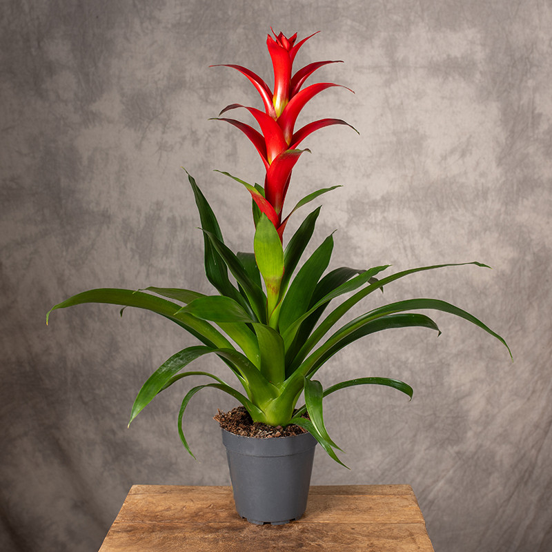 Guzmania 'Rostara'