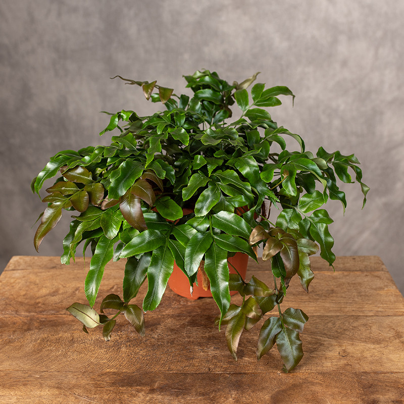 Paproć Dawalia | Davallia...