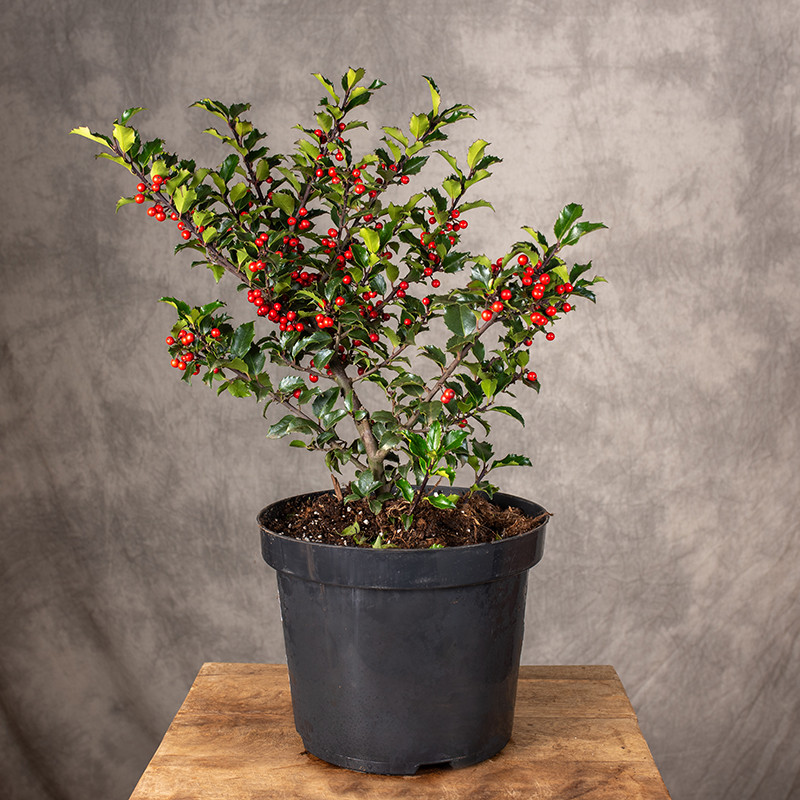 Ostrokrzew 'Blue Princess'...