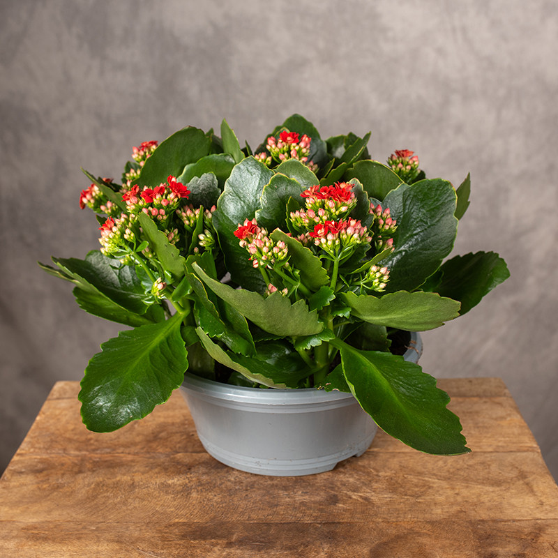 Kalanchoe czerwone | W misie