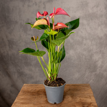 Anturium 'Floriclone Romantico' | Małe