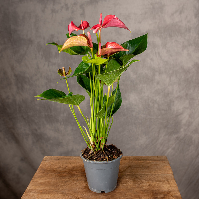 Anturium 'Floriclone...