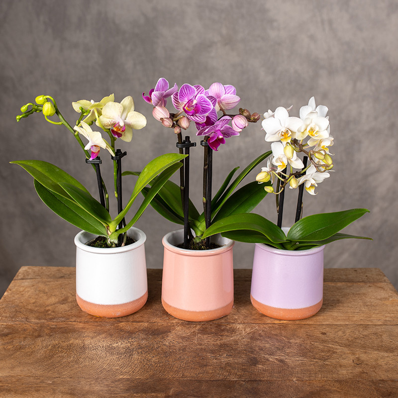 Storczyk miniaturka w...