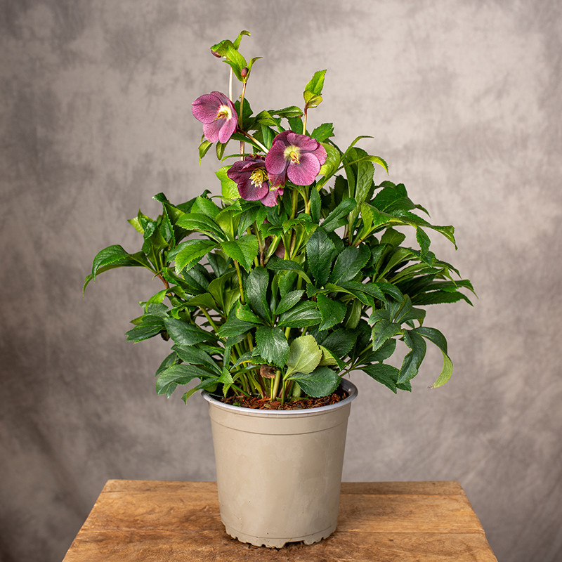 Ciemiernik 'Viv Victoria' |...