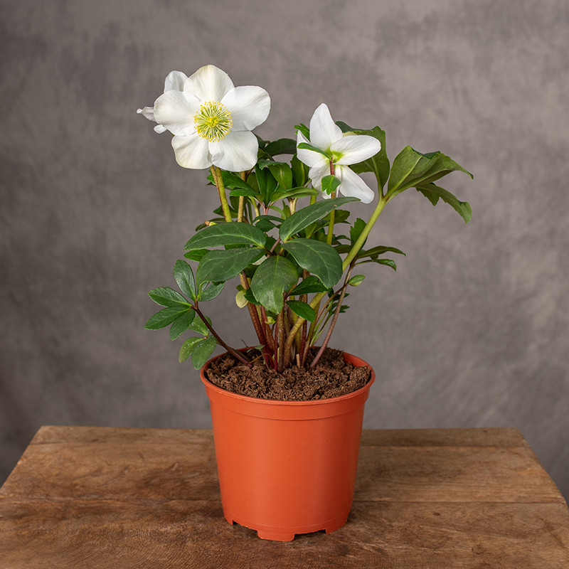 Ciemiernik 'Christmas Carol'