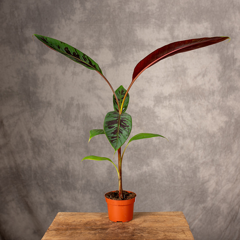 Bananowiec 'Zebrina'