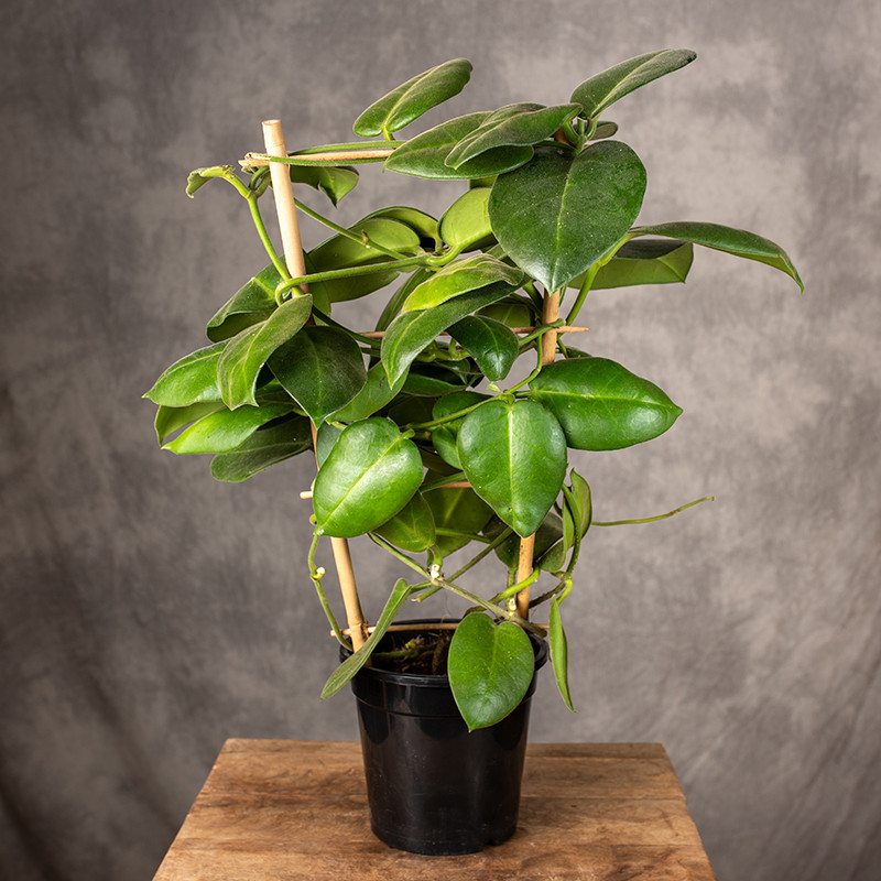 Hoja calycina 'Stargazer' |...