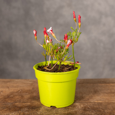 Szczawik różnobarwny | Oxalis