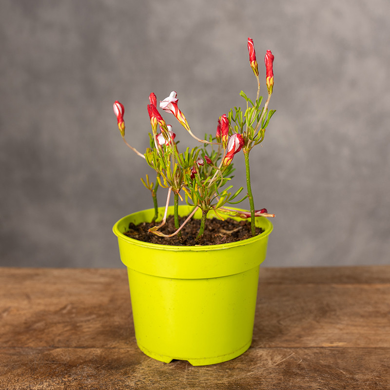 Szczawik różnobarwny | Oxalis