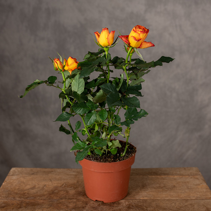 Róża doniczkowa 'Estoril...