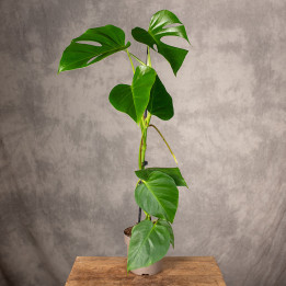 Monstera ‘Sierrana’ | Tomaszewski