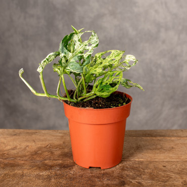 Monstera 'Frozen Freckles' | Mała