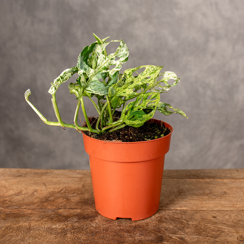 Monstera 'Frozen Freckles'...