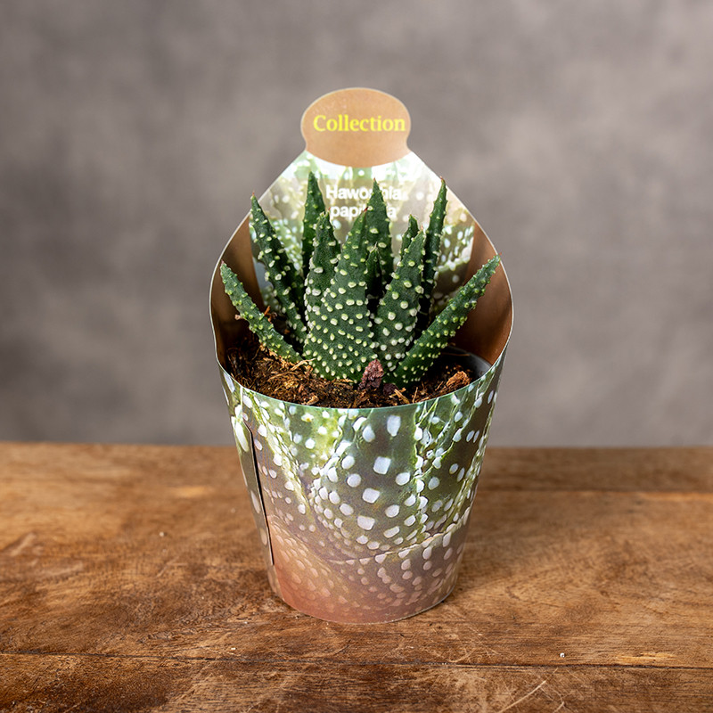 Haworsja | Haworthia papillosa