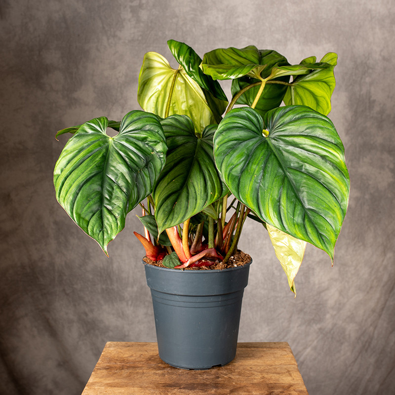Filodendron 'Colombia' | XXL