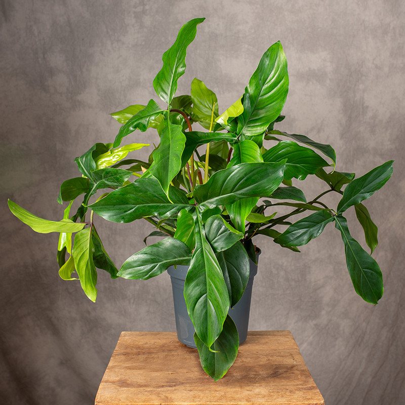 Filodendron tripartitum | Duży