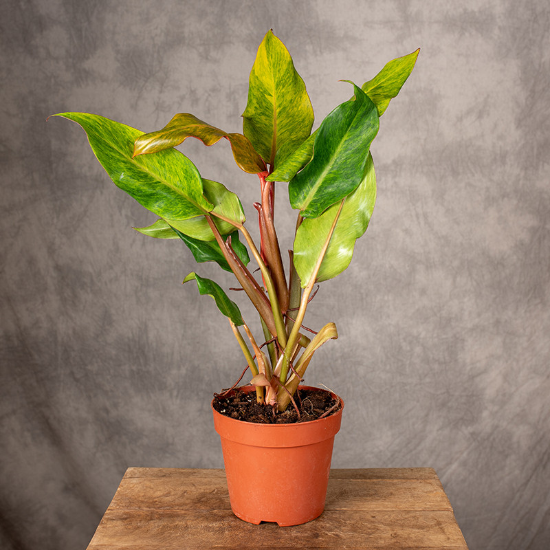 Filodendron 'Emerald Queen...