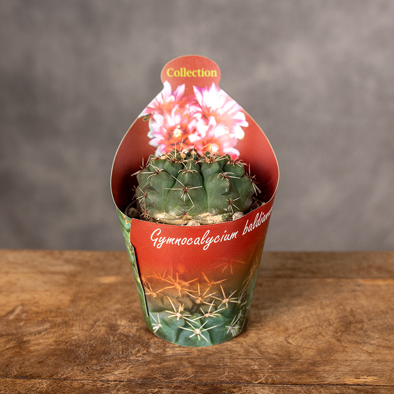 Gymnocalycium baldanium | Mini